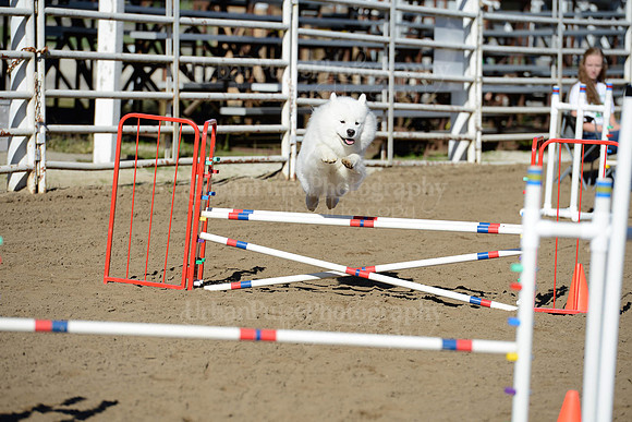 AGILITY-1884