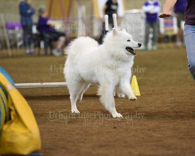 SCA2016_AG MON STD NOVICE-1105