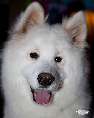 MISCHA