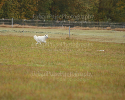 SCA2016_LURE COURSING-7371