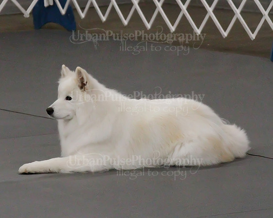 2021 SCA OBEDIENCE-RALLY-2175