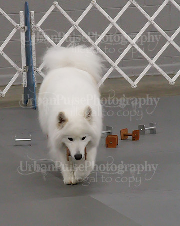 2021 SCA OBEDIENCE-RALLY-2177