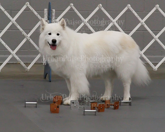 2021 SCA OBEDIENCE-RALLY-2180