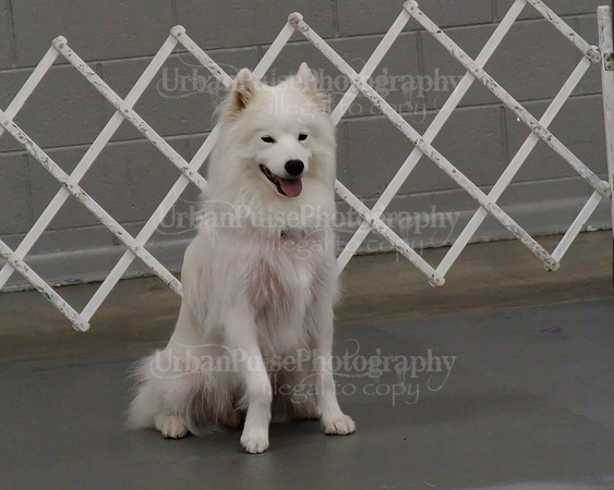 2021 SCA OBEDIENCE-RALLY-2185