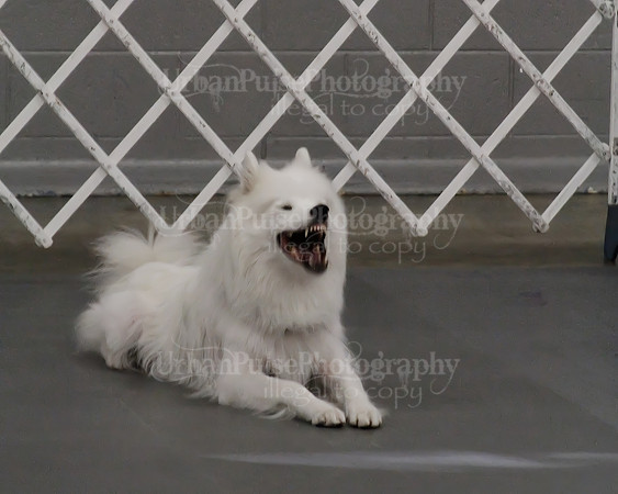 2021 SCA OBEDIENCE-RALLY-2186