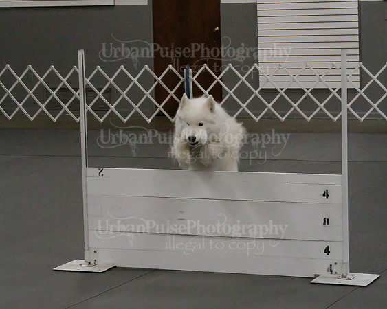 2021 SCA OBEDIENCE-RALLY-2193
