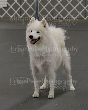 2021 SCA OBEDIENCE-RALLY-2190