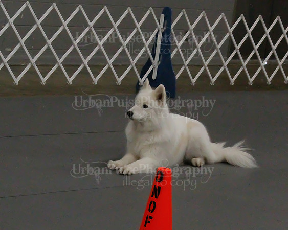 2021 SCA OBEDIENCE-RALLY-2194