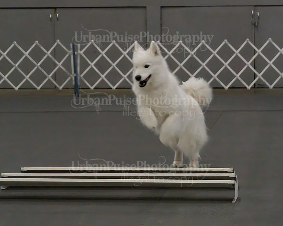 2021 SCA OBEDIENCE-RALLY-2198