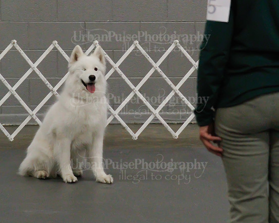 2021 SCA OBEDIENCE-RALLY-2195