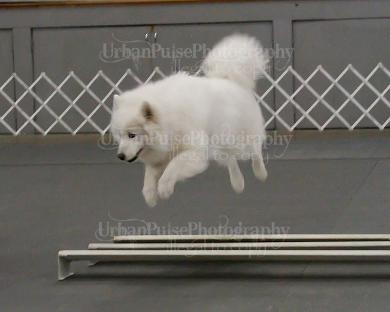 2021 SCA OBEDIENCE-RALLY-2208