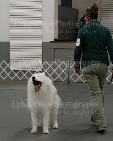 2021 SCA OBEDIENCE-RALLY-2235