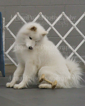 2021 SCA OBEDIENCE-RALLY-2239