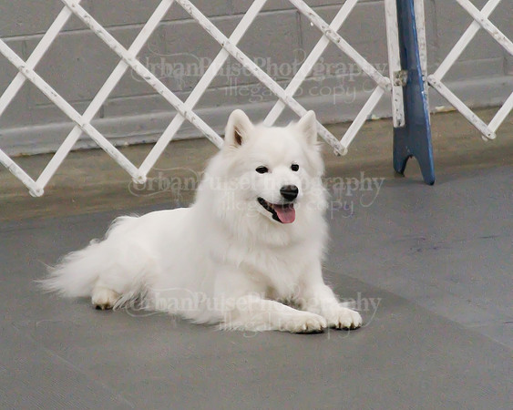 2021 SCA OBEDIENCE-RALLY-2249