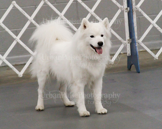 2021 SCA OBEDIENCE-RALLY-2250