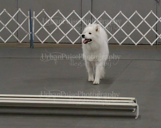2021 SCA OBEDIENCE-RALLY-2255