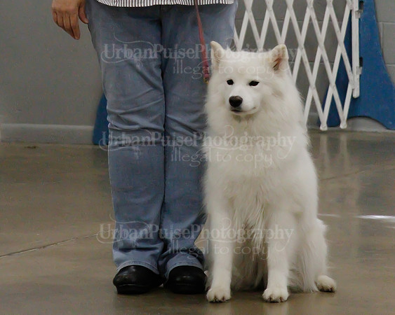 2021 SCA OBEDIENCE-RALLY-2290