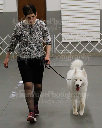 2021 SCA OBEDIENCE-RALLY-2304