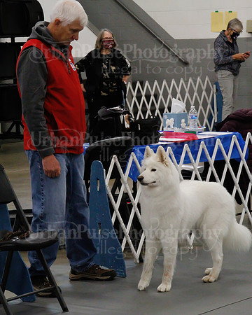 2021 SCA OBEDIENCE-RALLY-2310