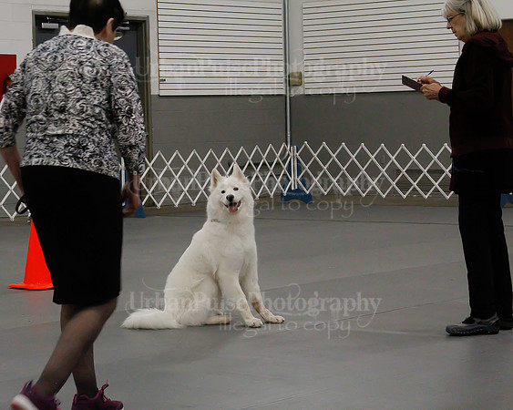 2021 SCA OBEDIENCE-RALLY-2311
