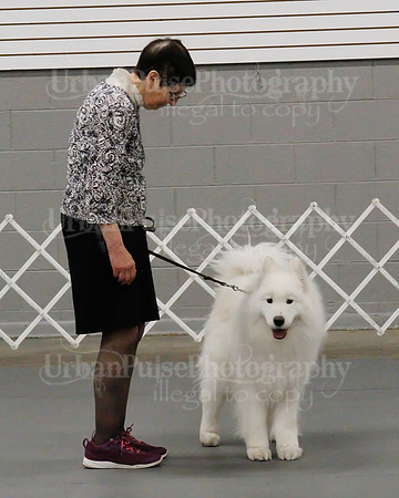 2021 SCA OBEDIENCE-RALLY-2326