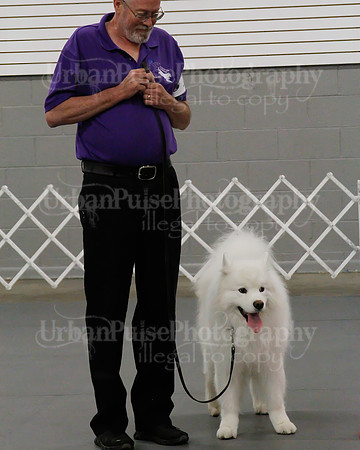 2021 SCA OBEDIENCE-RALLY-2335