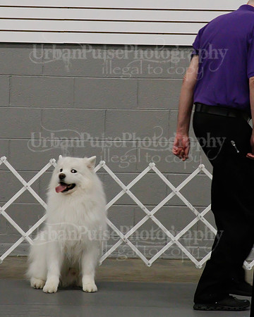 2021 SCA OBEDIENCE-RALLY-2337