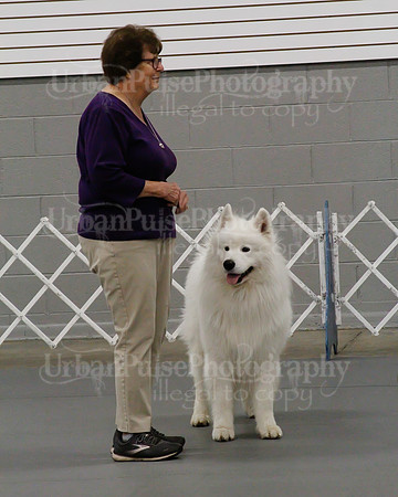 2021 SCA OBEDIENCE-RALLY-2349