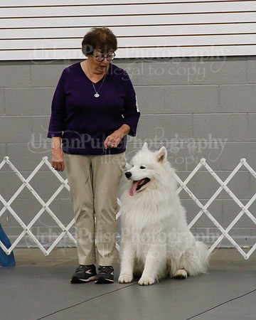 2021 SCA OBEDIENCE-RALLY-2352