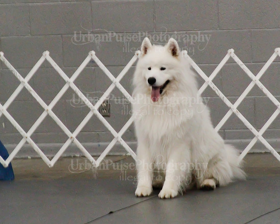 2021 SCA OBEDIENCE-RALLY-2353
