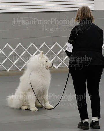 2021 SCA OBEDIENCE-RALLY-2357