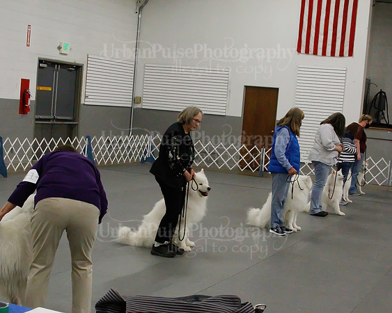 2021 SCA OBEDIENCE-RALLY-2356