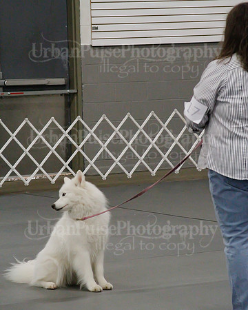 2021 SCA OBEDIENCE-RALLY-2359