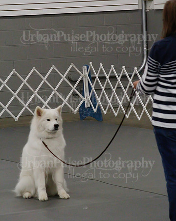 2021 SCA OBEDIENCE-RALLY-2360