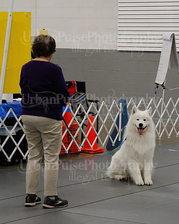 2021 SCA OBEDIENCE-RALLY-2362