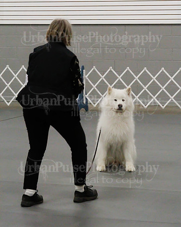 2021 SCA OBEDIENCE-RALLY-2363