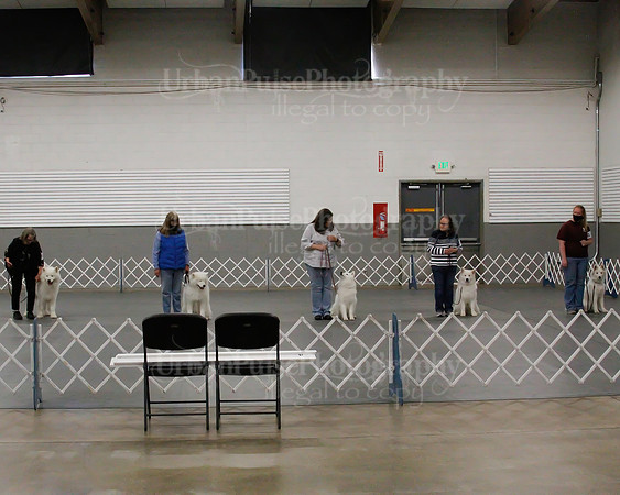 2021 SCA OBEDIENCE-RALLY-2364