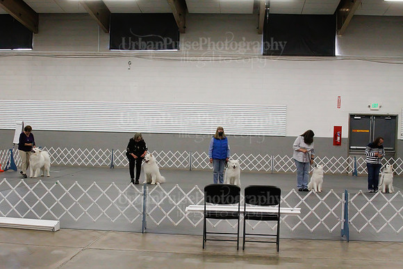 2021 SCA OBEDIENCE-RALLY-2365