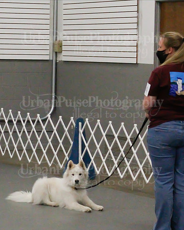 2021 SCA OBEDIENCE-RALLY-2369
