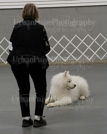 2021 SCA OBEDIENCE-RALLY-2371