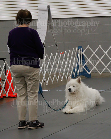 2021 SCA OBEDIENCE-RALLY-2370