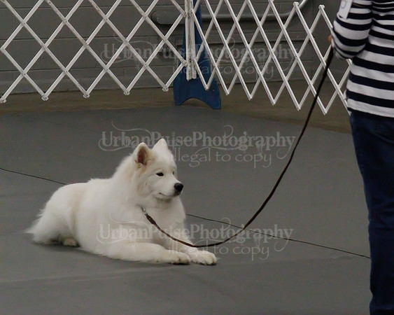 2021 SCA OBEDIENCE-RALLY-2372
