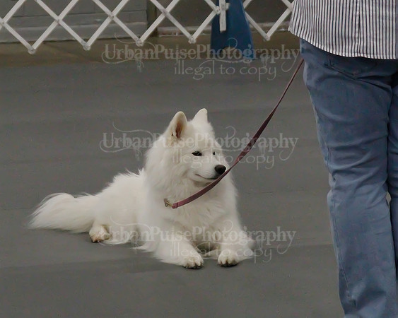 2021 SCA OBEDIENCE-RALLY-2373