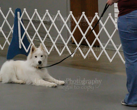 2021 SCA OBEDIENCE-RALLY-2374