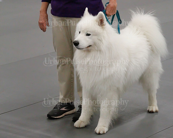 2021 SCA OBEDIENCE-RALLY-2384