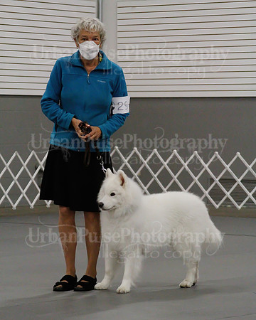 2021 SCA OBEDIENCE-RALLY-2405