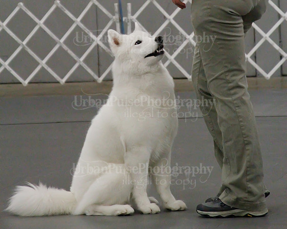 2021 SCA OBEDIENCE-RALLY-2417