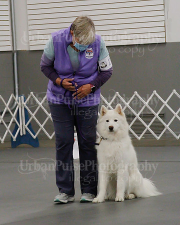 2021 SCA OBEDIENCE-RALLY-2460