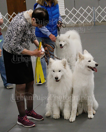 2021 SCA OBEDIENCE-RALLY-2473