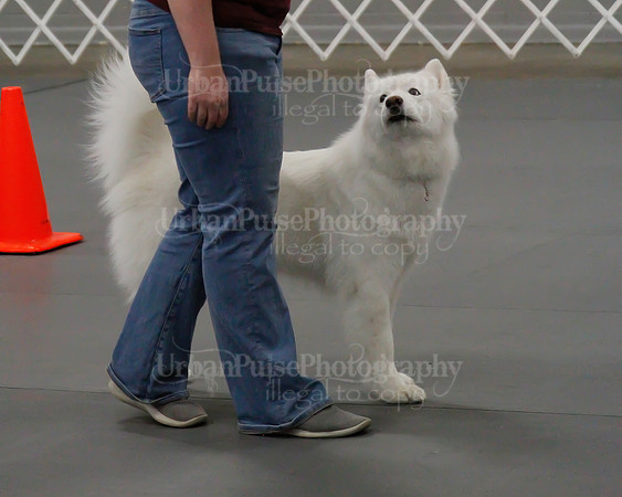 2021 SCA OBEDIENCE-RALLY-2496